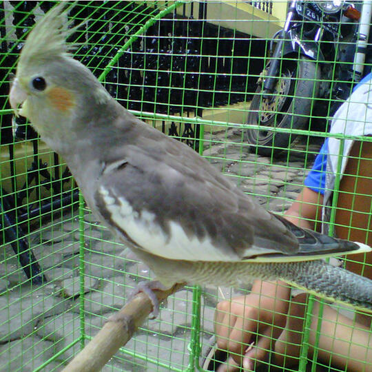 44++ Burung falk grey terupdate