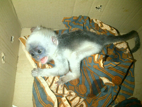 Balasan Dari Surili Yang Hampir Punah Kaskus