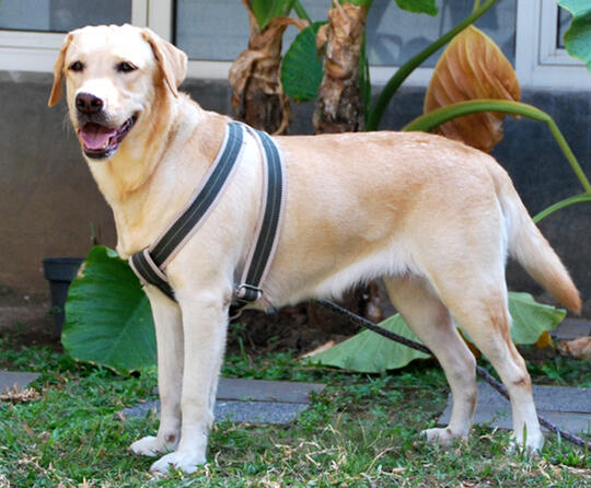 Ask Anjing Kecil Lucu Dan Imut Pas Buat Tinggal Di Apartement