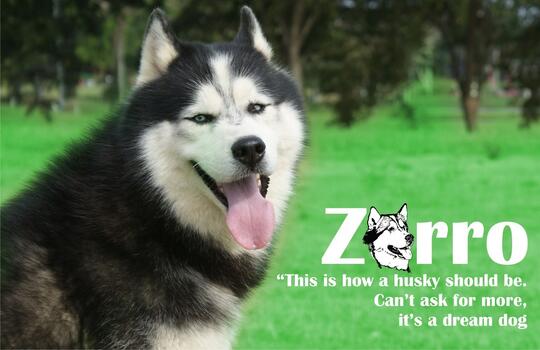 Terjual Jas Pacak Pejantan Husky Jawara Keren Terawat Dan Murah