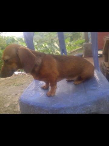 Terjual Jual Tekel Dacshund Anjing Sosis Betina Non Stb Murmer Kaskus