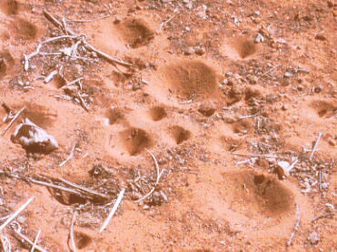 Undur Undur Hewan Unik Yang Mengagumkan Kaskus