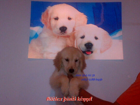 Terjual Anakan Puppies Puppy Anjing Golden Retriever Harga