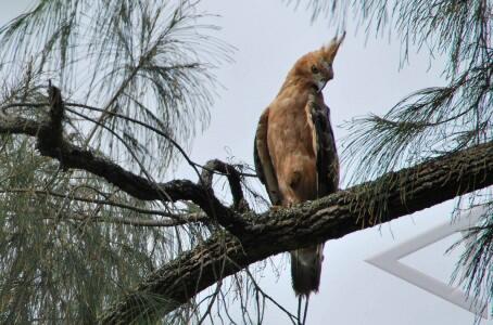 Siapakah Sebenarnya Burung Garuda Ini Kaskus