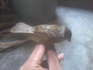 Terjual Anakan Burger Burung Gereja Kaskus