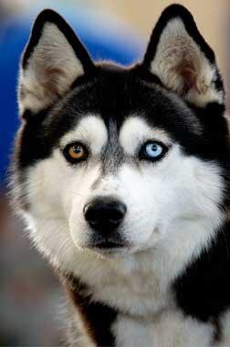 43++ Anjing husky ideas in 2021 