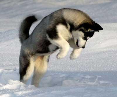 Fakta Tentang Anjing Siberian Husky Page 8 Kaskus