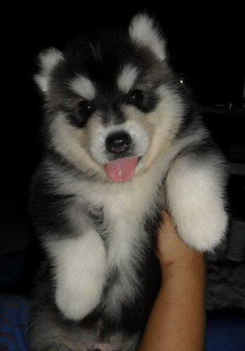 Terjual Dijual cepat anakan/puppy/puppies husky siberian long hair | KASKUS