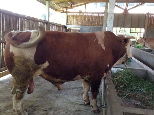 Harga Sapi Limosin 2 Ton / 9buf7qhepiwgm : Jelang idul adha sapi dengan