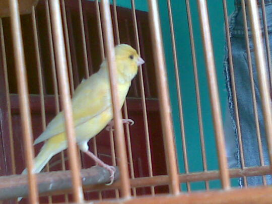 Terjual Jual Burung Kenari Af Gacor Kaskus