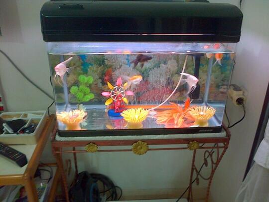 Terjual Jual Aquarium Murah Banyak Bonus Kaskus