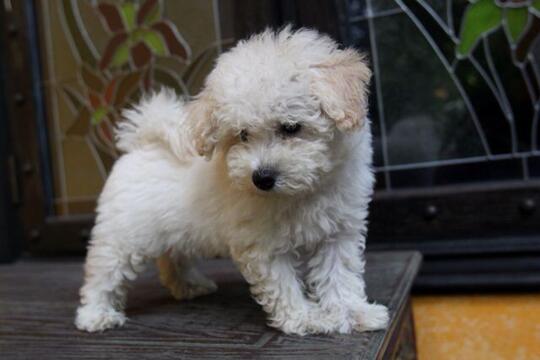 Terjual Jual Anjing Poodle Puppy Kaskus