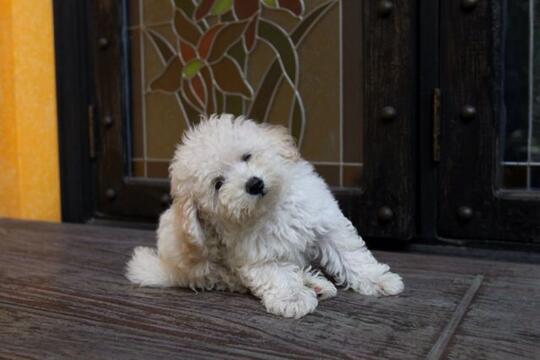 Terjual Jual Anjing Poodle Puppy Kaskus