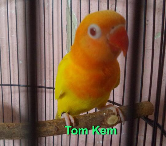 Terjual Burung Lovebird Lutino Mm Jantan Kaskus