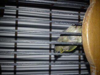 Terjual Dijual Burung Kolibri Ninja Trotol Malang Kaskus