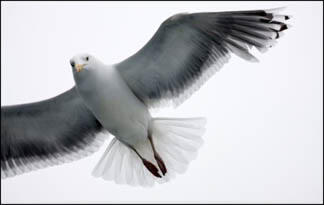 10 Hewan Yang Suka Mencuri Kaskus