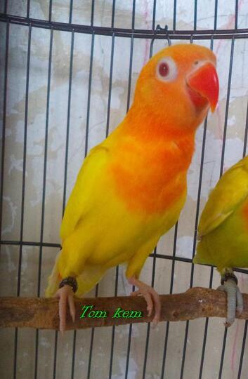 Terjual Burung Lovebird Lutino Mm Jantan Kaskus