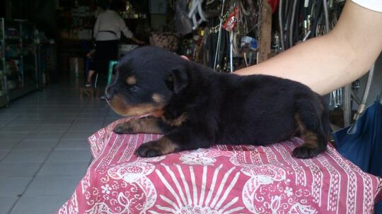 Terjual Jual Anakan Anjing Rottweiler Kaskus