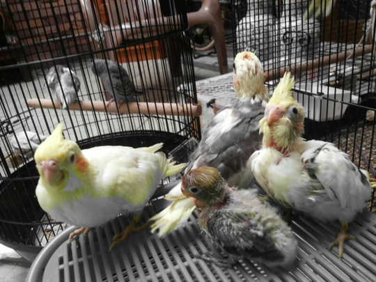 Wow 21+ Gambar Burung Falk Jantan Dan Betina - Richa Gambar