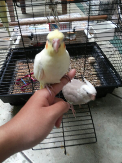 Penggemar Cockatiel Falck Parkit Australi