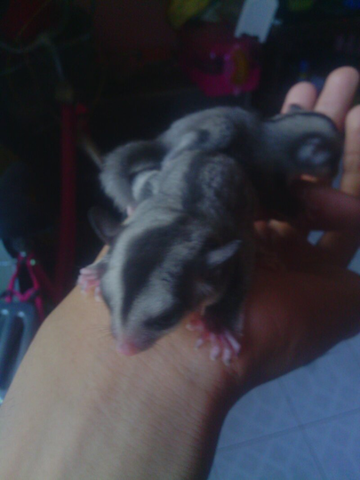 sugar glider joey betina 1,5 bulan