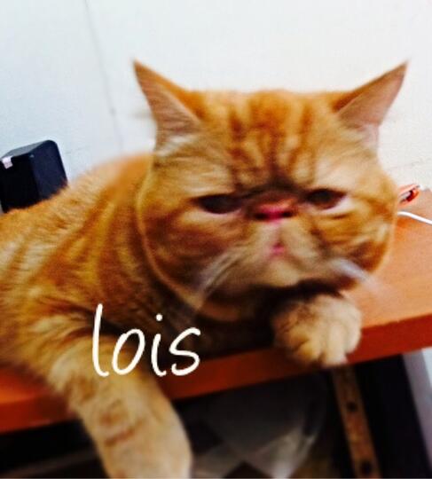 Terjual Jual kucing garfield  KASKUS