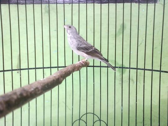 Terjual Burung Sanger Mapan Gacor 100 Kaskus