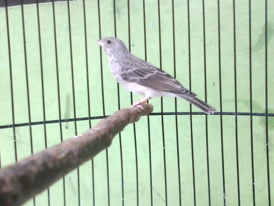 Terjual Burung Sanger Mapan Gacor 100 Kaskus