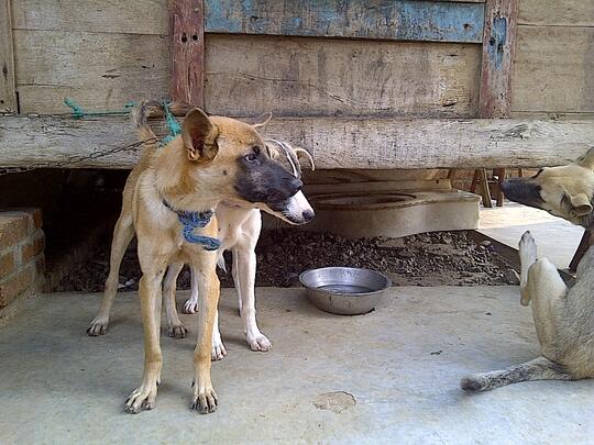 Terjual Anjing Helder Campuran Kaskus