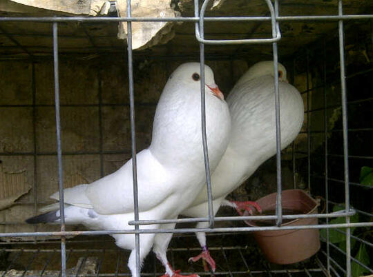 Terjual Jual Burung Merpati Hias Gondok Balon Kaskus