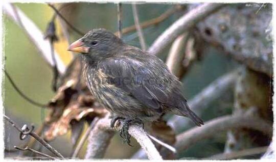 Vampire Finch Penghisap Darah Dari Galapagos Kaskus