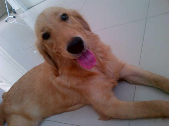 50++ Harga anjing golden retriever umur 2 bulan information