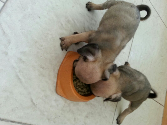 Terjual Dijual Anjing Pug Stambum Umur 2 Bulan Kaskus