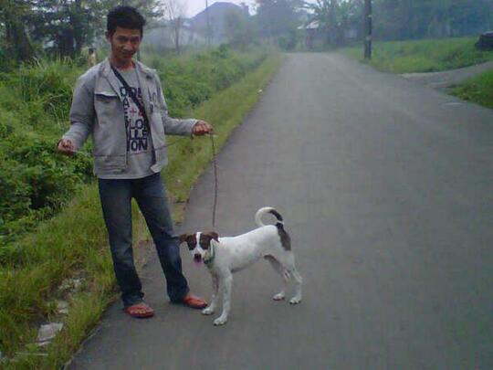 Ada Yang Tau Cara Pelihara Anjing Jack Russel Gw Gak Thx