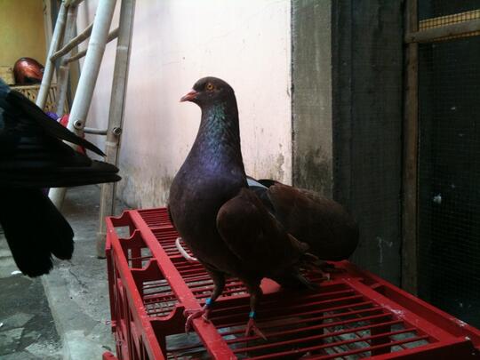 Terjual Merpati Tinggian Kolong Jogja Kaskus