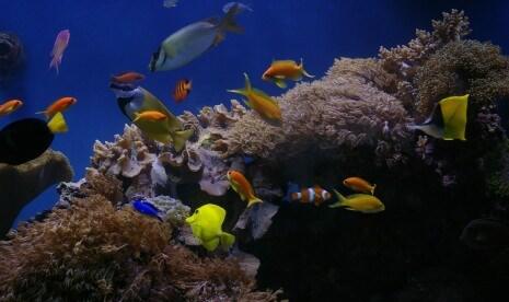 Tips Cara Merawat Dan Membersihkan Aquarium Air Laut Kaskus