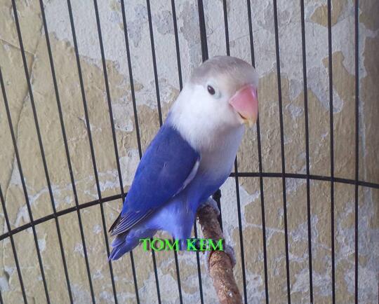 Terjual Burung Lovebird Violet Jantan Kaskus