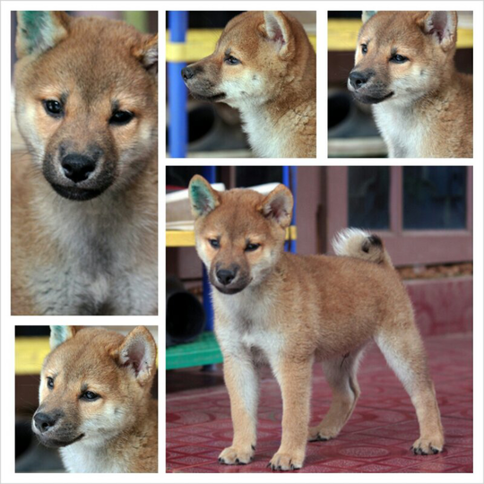 26+ Anjing shiba inu dijual information