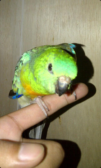 Terjual Jual Burung Parbeng Parrot Red Rumped Parkit Australia