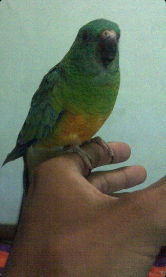 Terjual Jual Burung Parbeng Parrot Red Rumped Parkit Australia