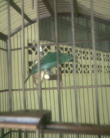 Terjual Dijual Mumer Burung Cucak Ijo Banyuwangi Kaskus Terjual Dijual Mumer Burung Cucak Ijo Banyuwangi Kaskus