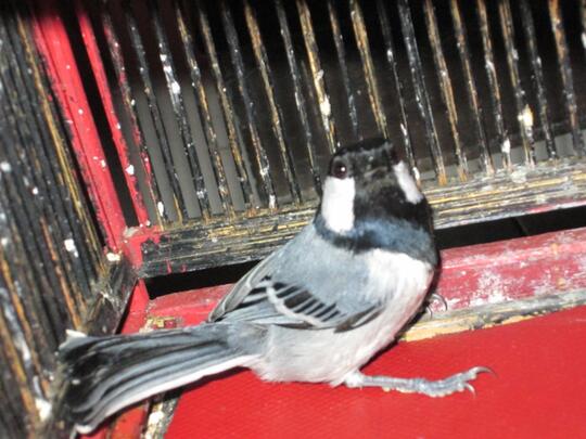 Terjual Jual Burung Gelatik Batu Kaskus