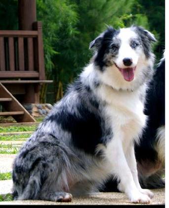 45+ Harga anjing border collie download