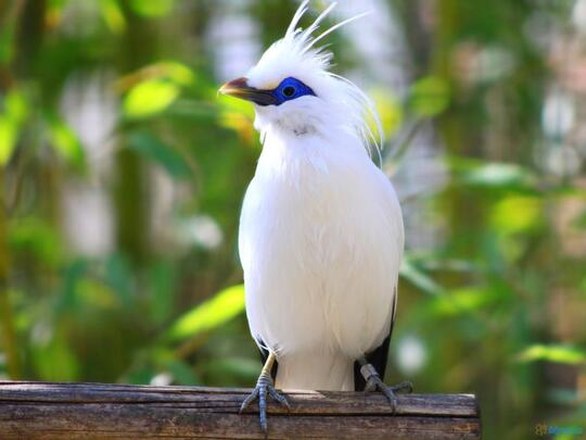 Burung Burung Langka Asli Indonesia Kaskus