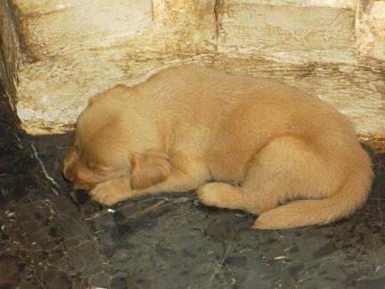 Terjual Jual Doggy Campur Sari Golden Retriever Mix Golden Lambrador Anjing Mix Kaskus