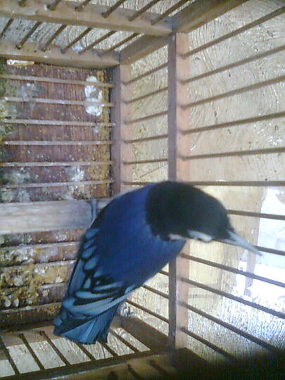 Ajang Barter Burung Page 28 Kaskus