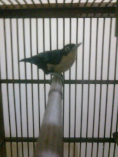 Ajang Barter Burung Page 28 Kaskus