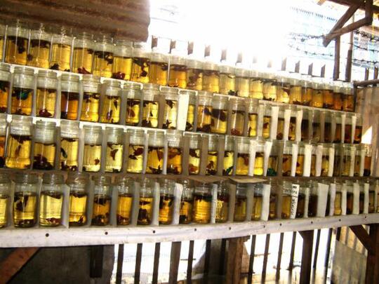 Jual ikan cupang berkualitas harga partai murah!!!