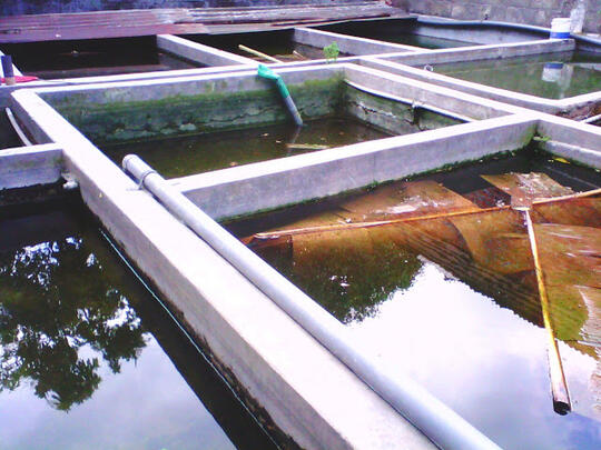 Jual ikan cupang berkualitas harga partai murah!!!