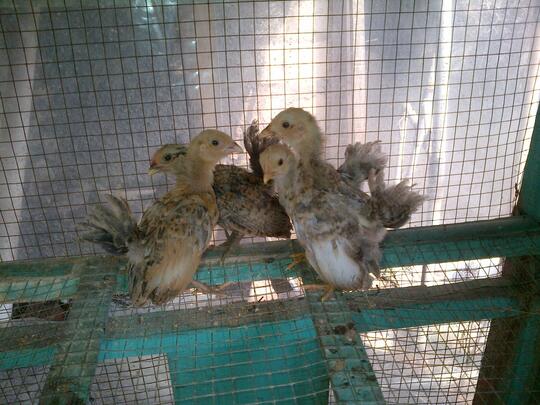 ANAK AYAM KATE